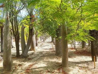 Arboretum de Ranopiso